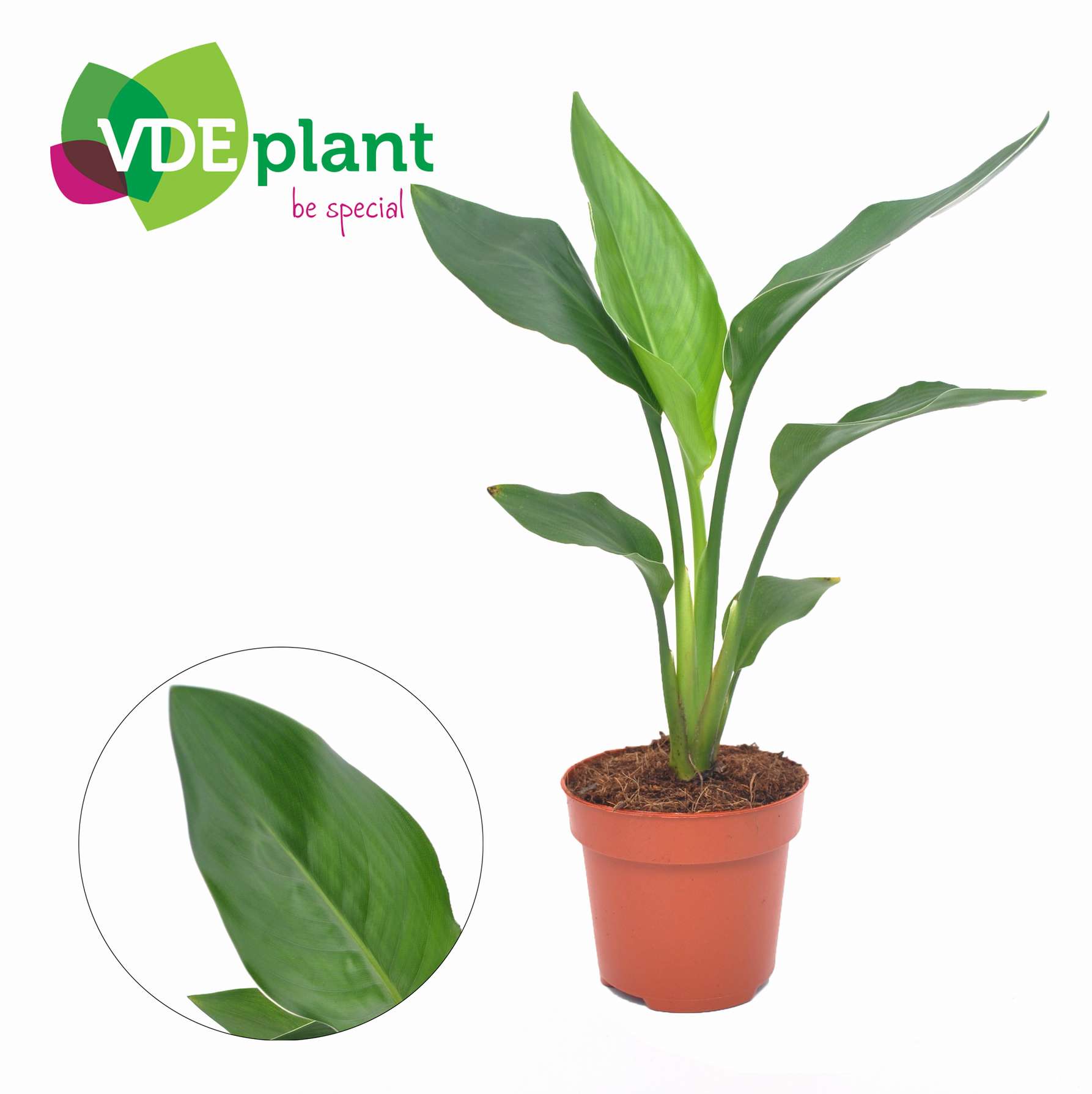 Стрелиция Регина