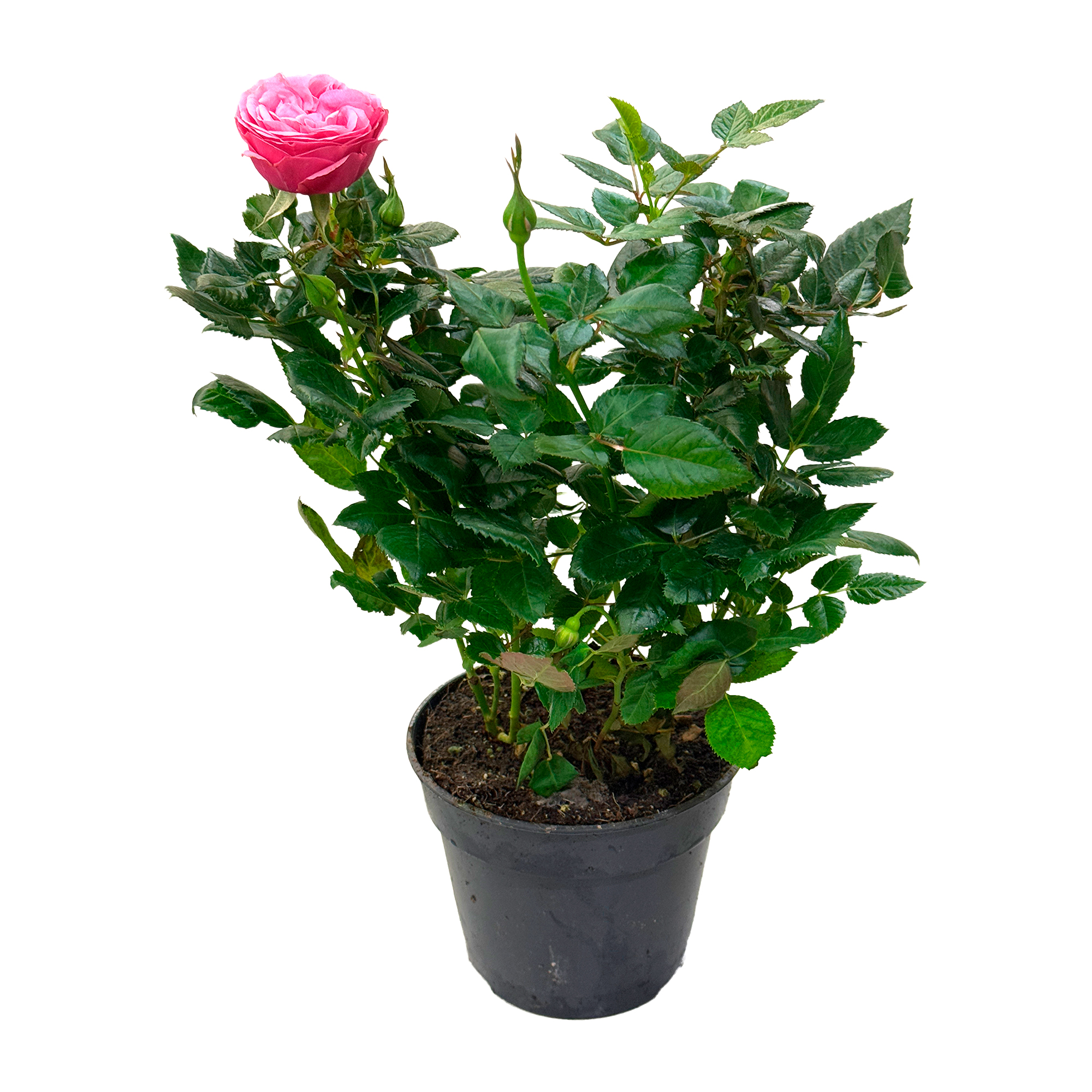 Роза патио ярко-розовая