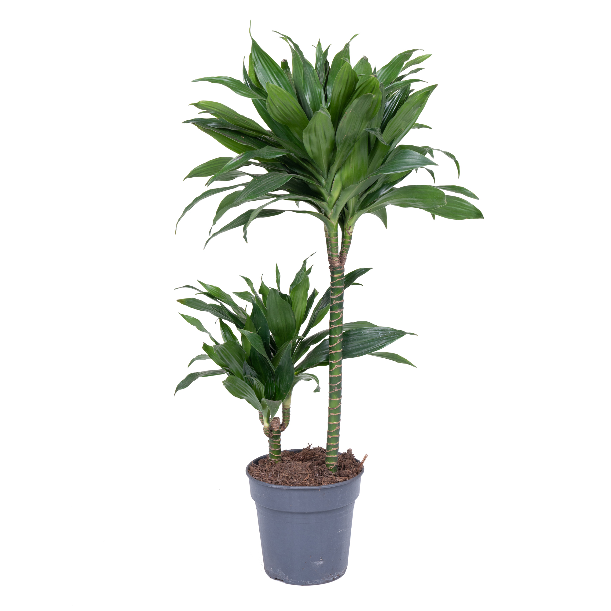 Драцена фрагранс Грин Джевел 2 ст