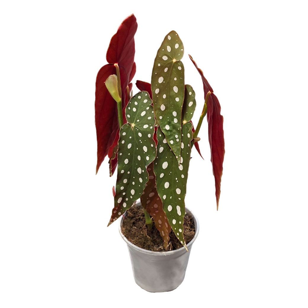 Бегония рекс Макулата