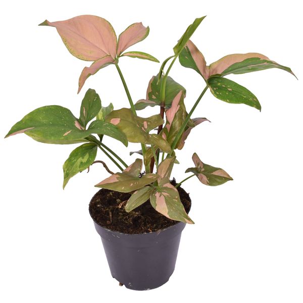 Сингониум Ред Спот триколор