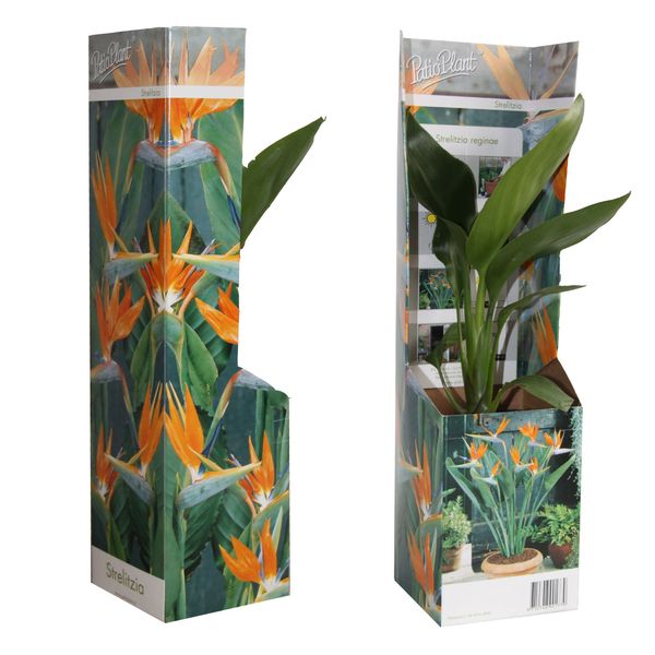 Стрелиция Регина