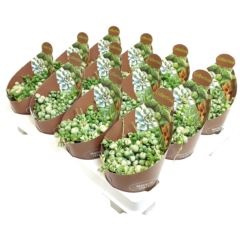 Сенецио Роулеанус
