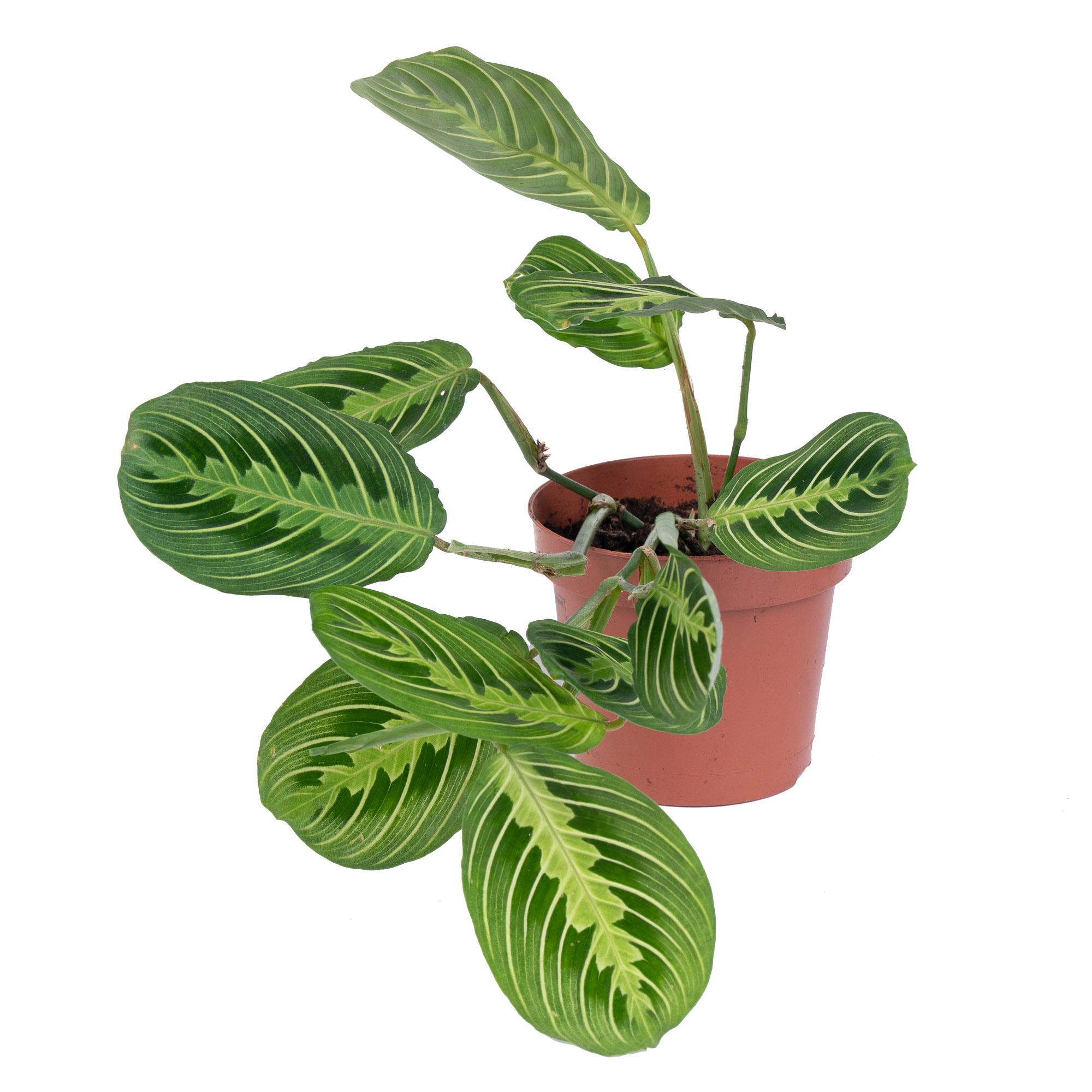 Маранта беложильчатая