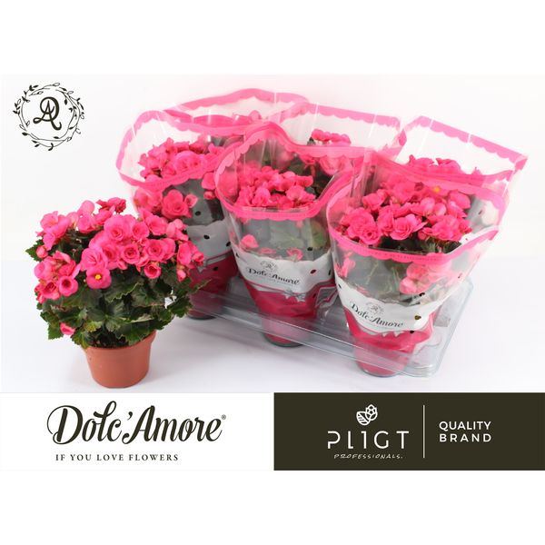 Бегония элатиор Адония