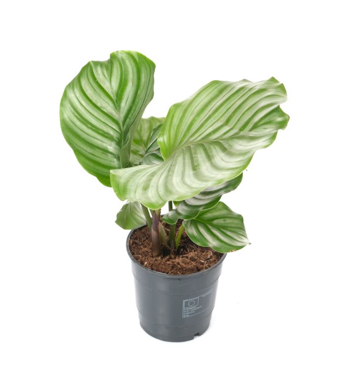 Калатея Орбифолия