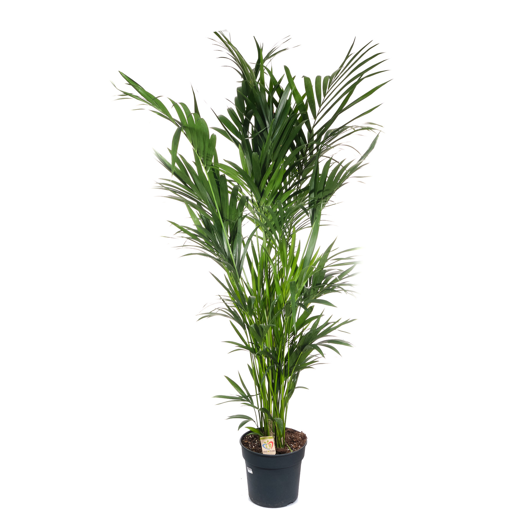 Ховея Форстериана