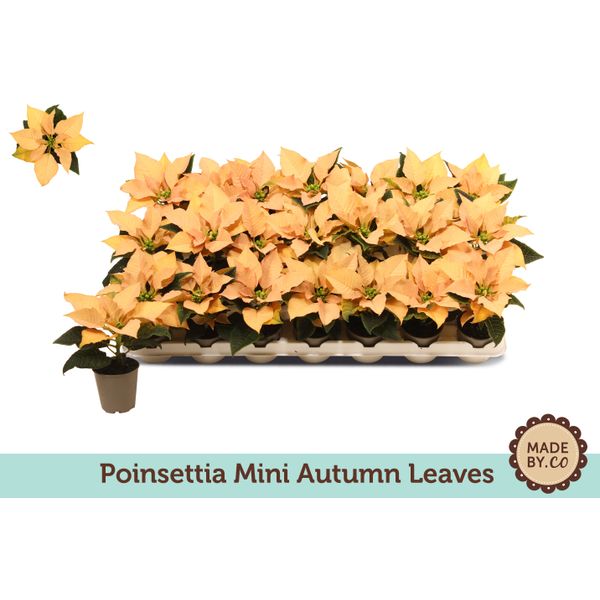 Пуансеттия Отомн Ливз