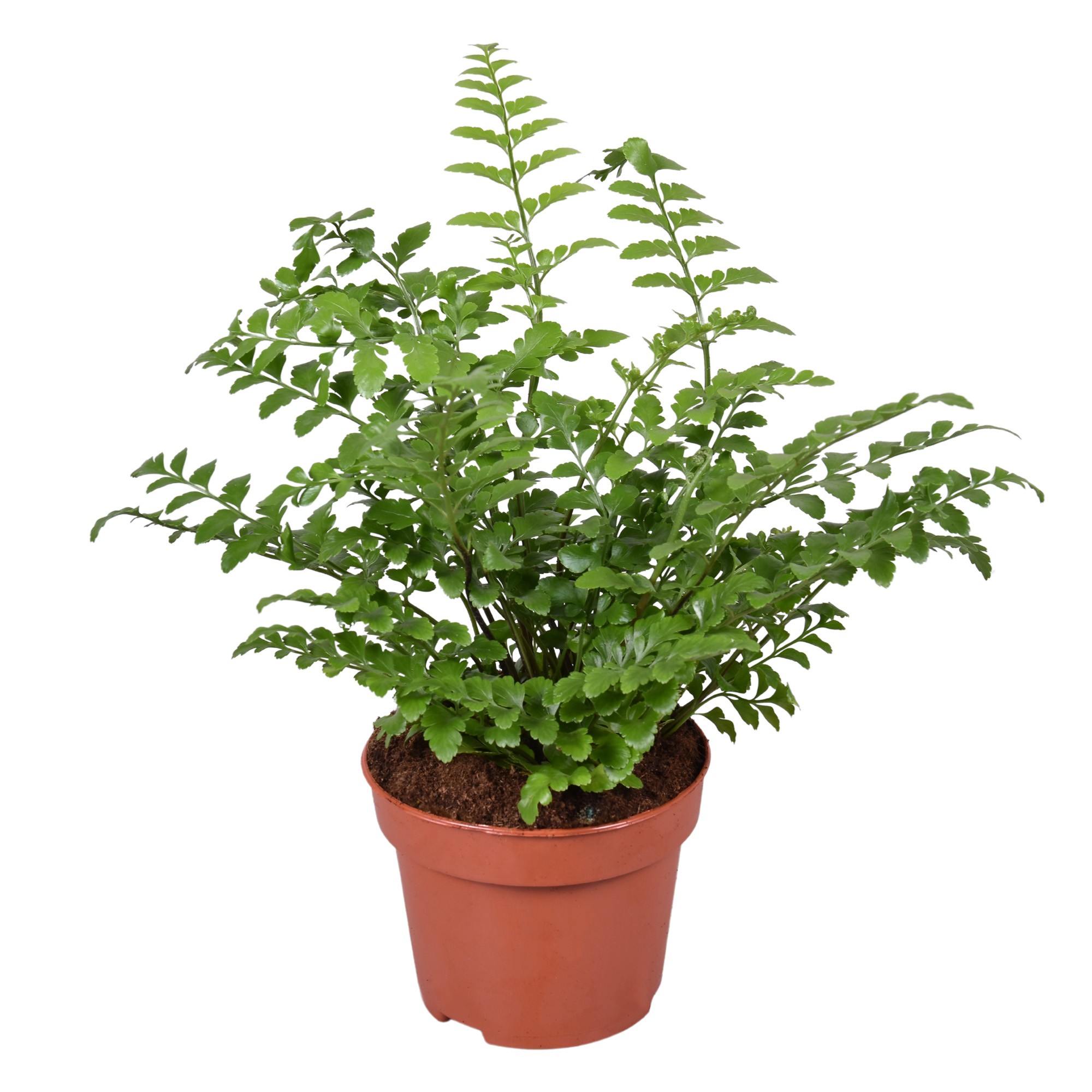 Асплениум Парвати