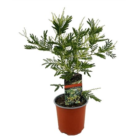 Мимоза серебристая