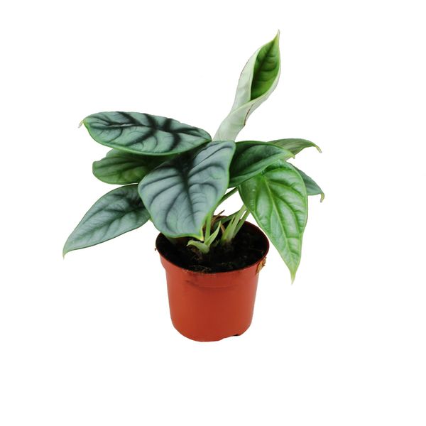 Алоказия Сильвер Драгон