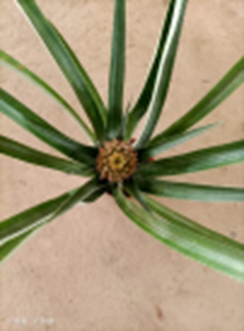 Ананас Микс