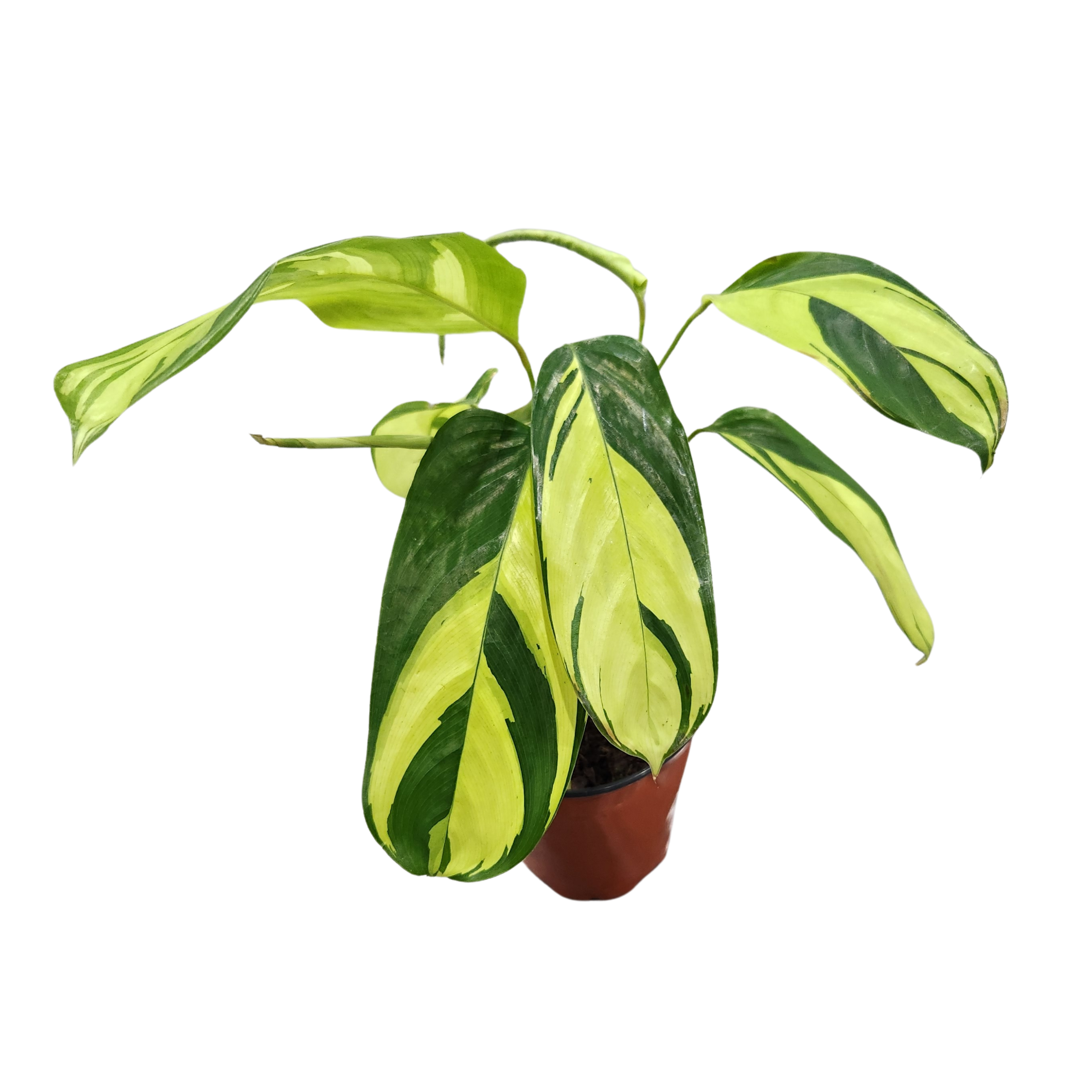 Ктенанта Голден Мозаик