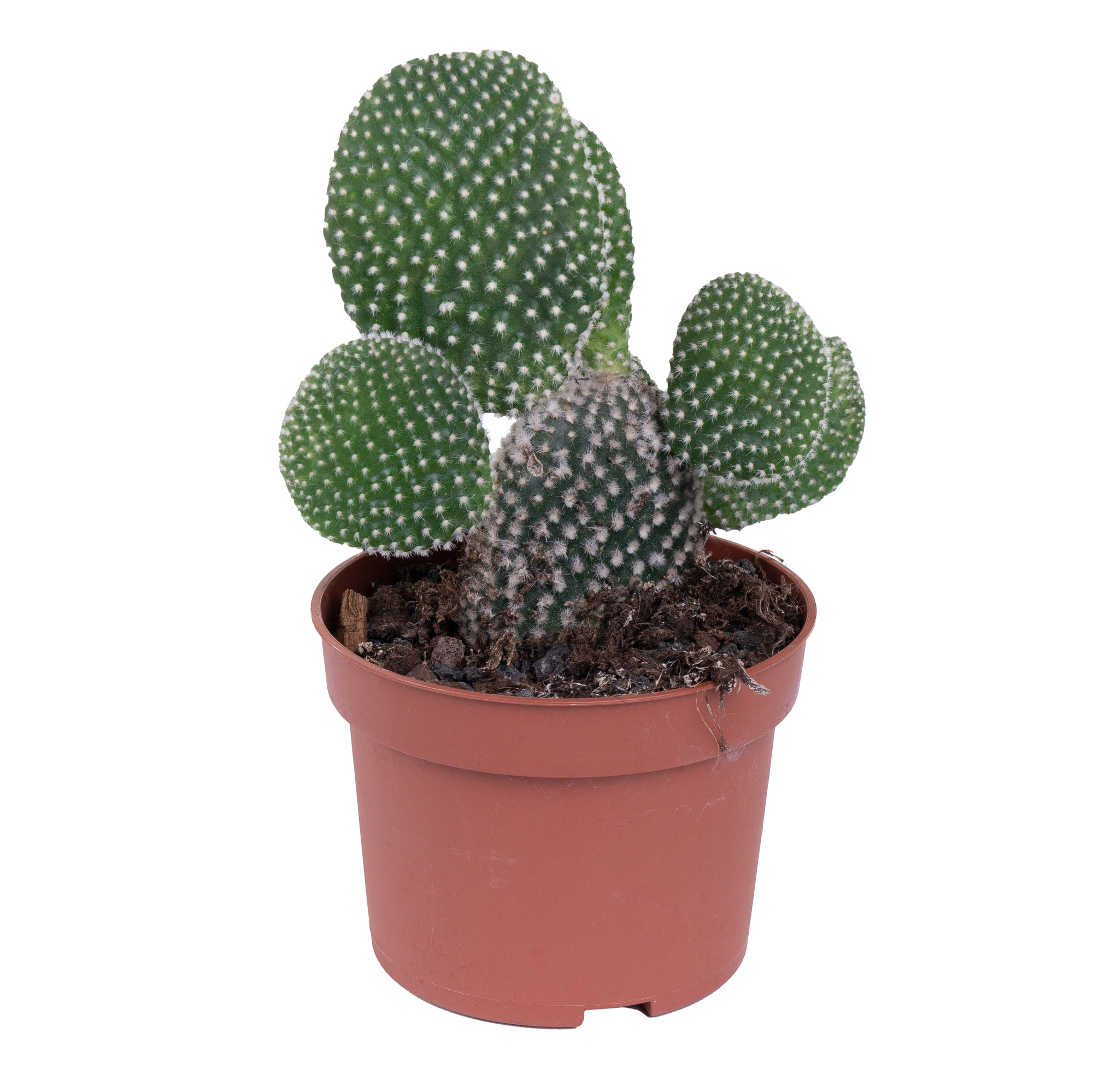 Опунция мелковолосистая Албиспина