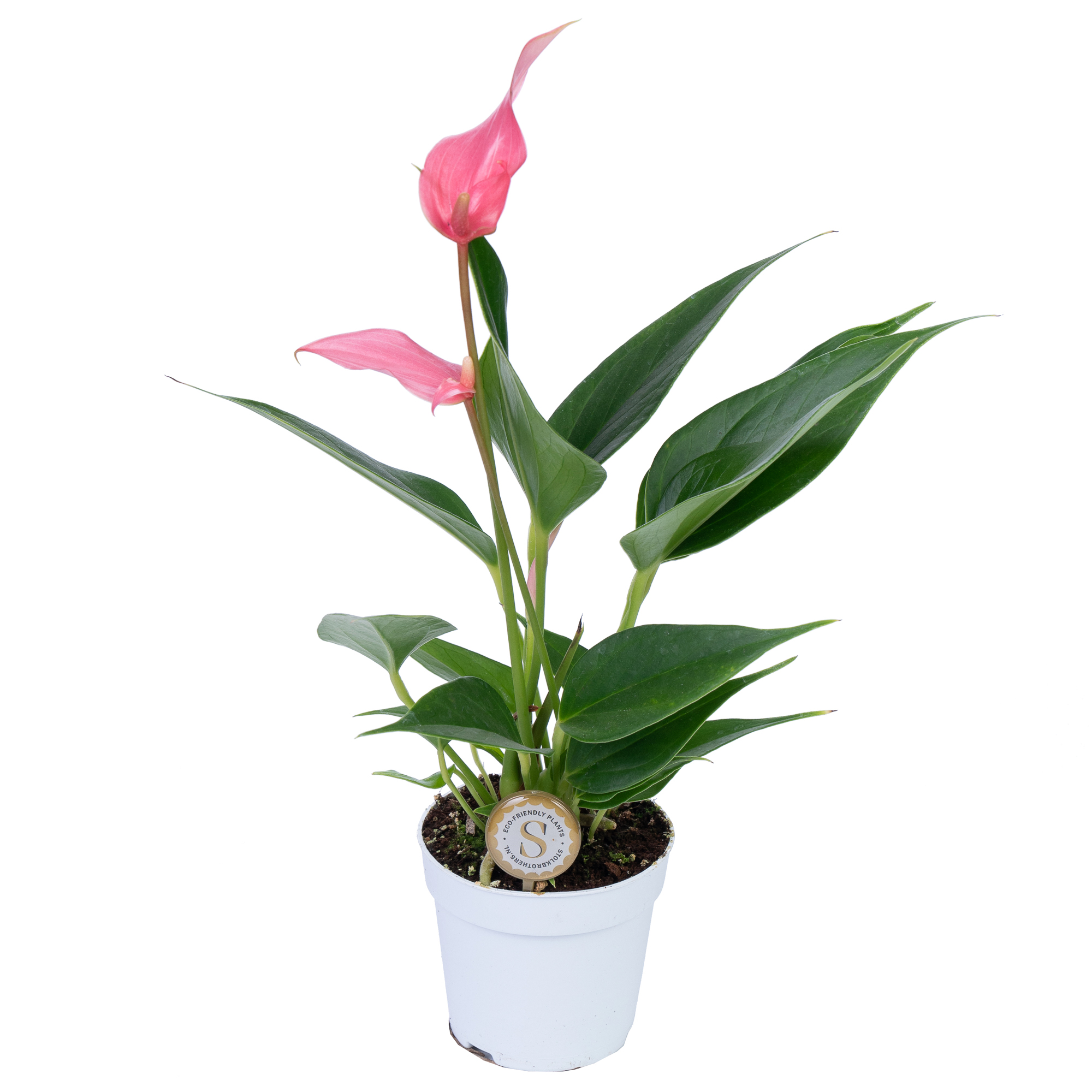 Антуриум андрианум Лилли