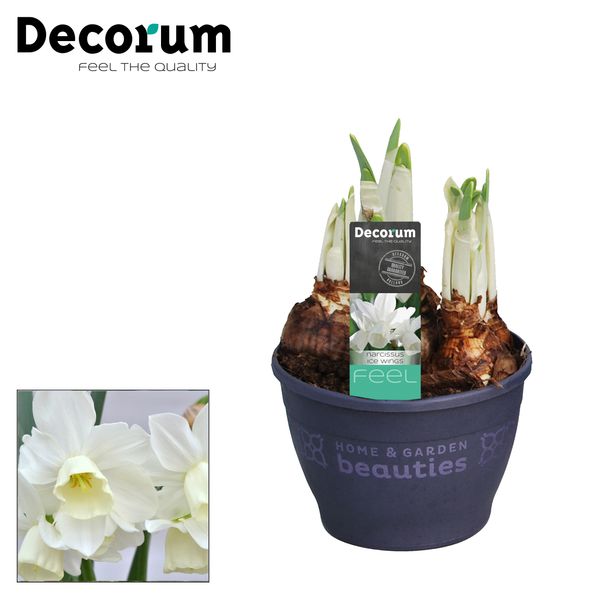 Нарцисс Айс Винг