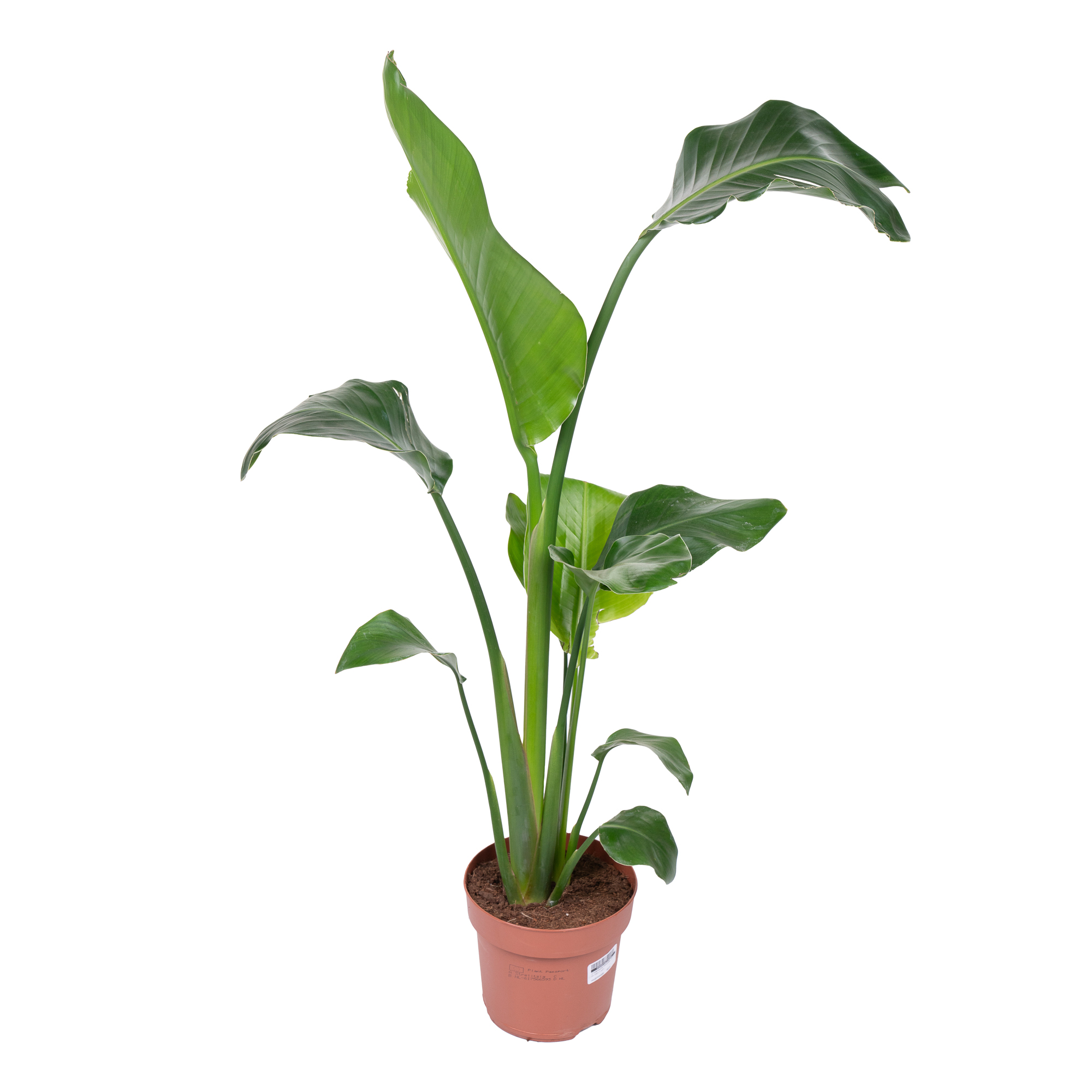 Стрелиция Николая