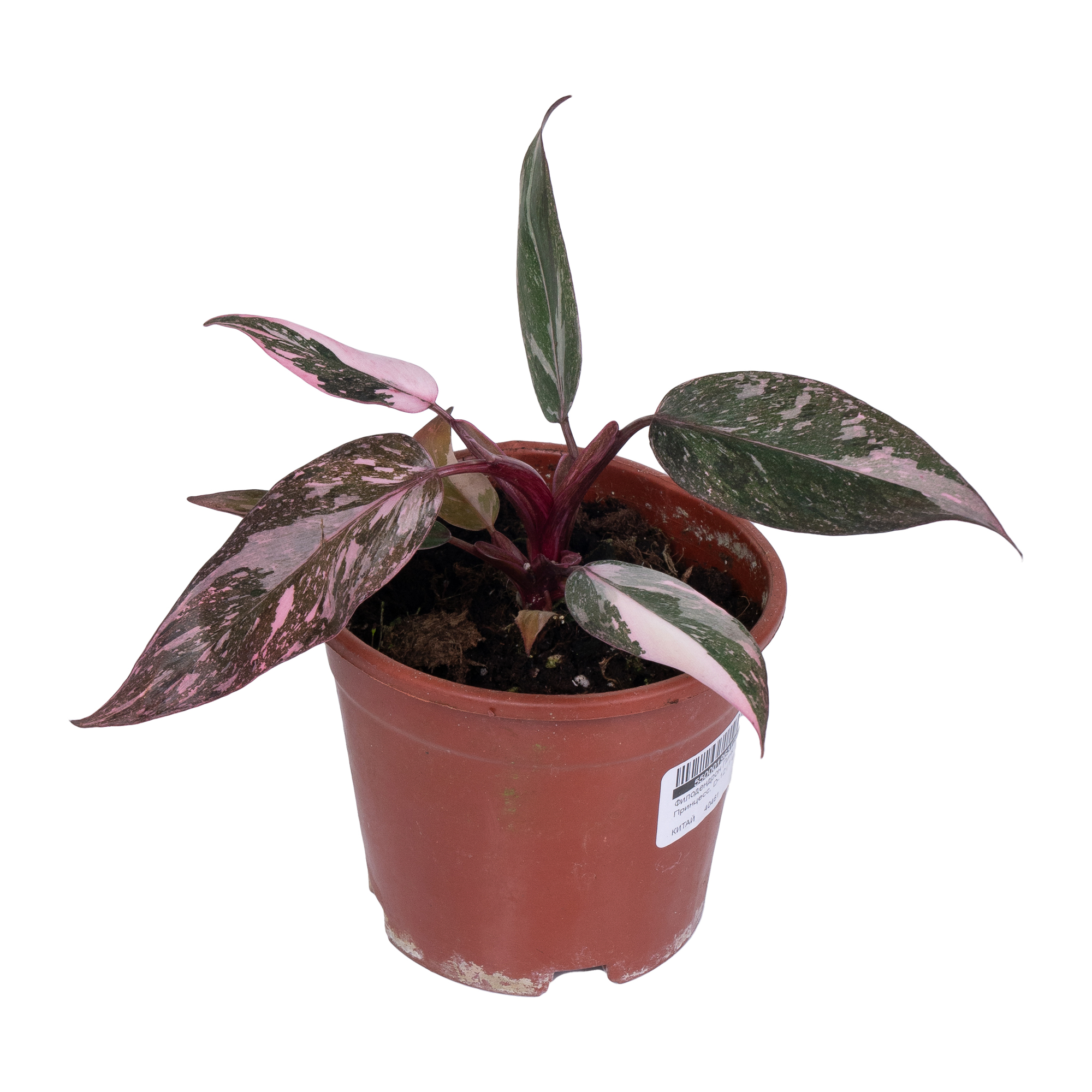 Филодендрон Пинк Принцесс