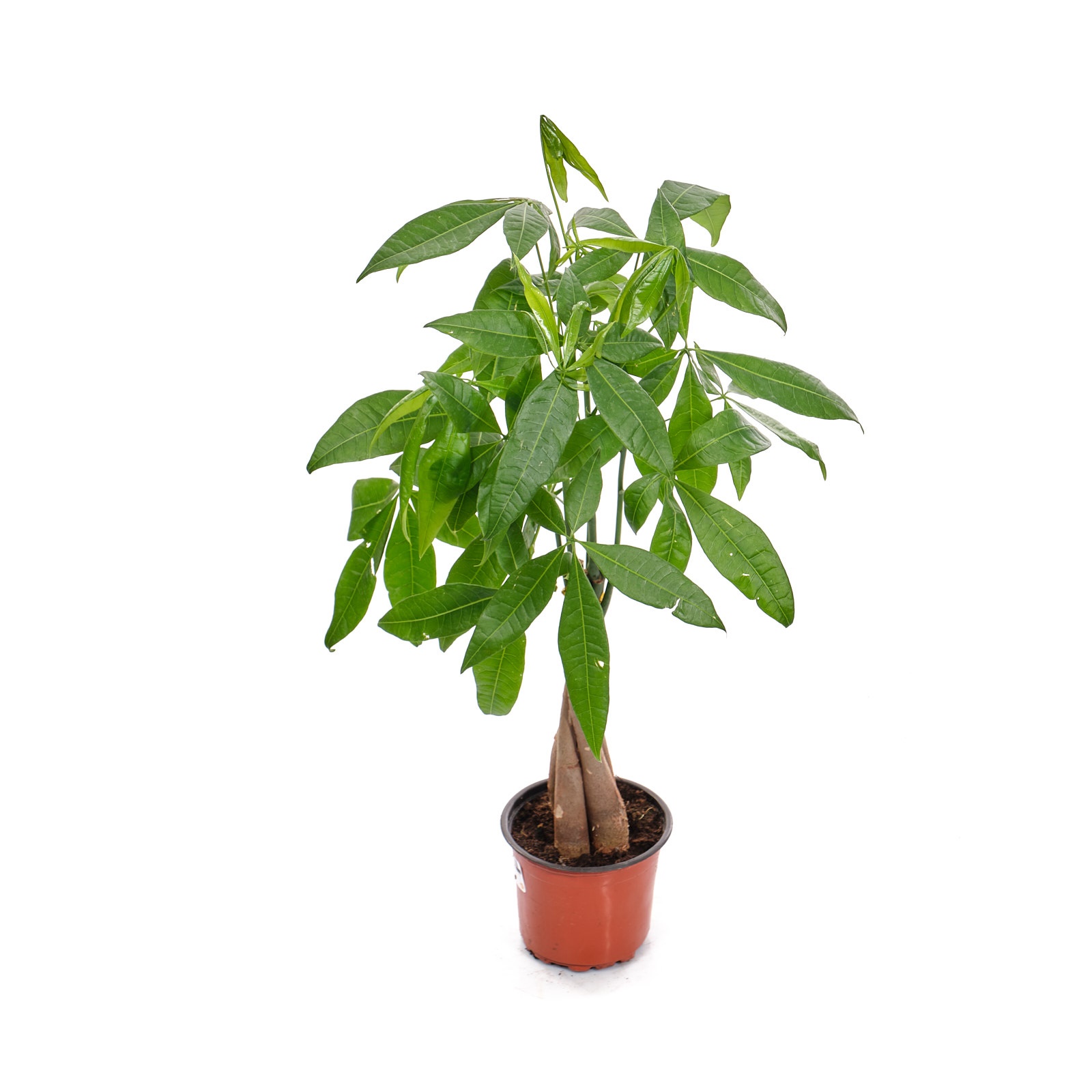 Пахира Акватика