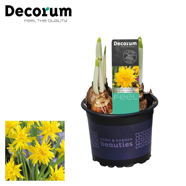 Нарцисс Рип Ван Винкль