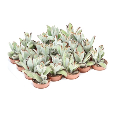 Каланхое Томентоса