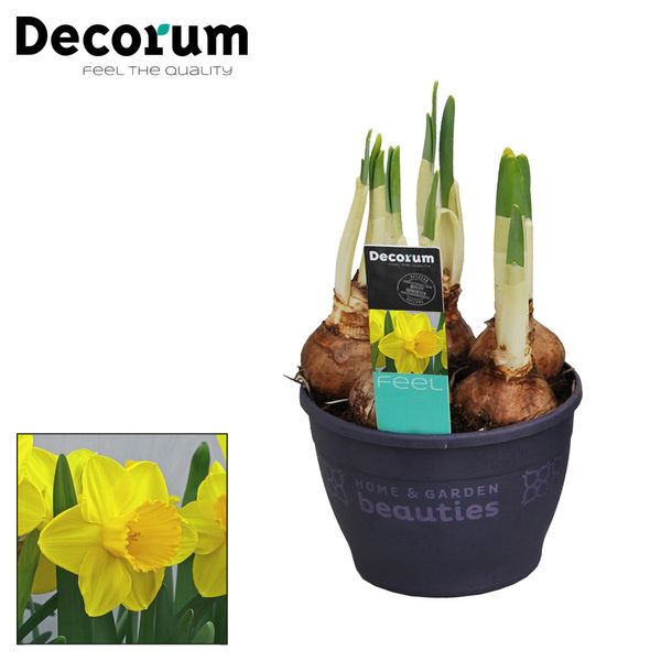 Нарцисс Лаки Намбер