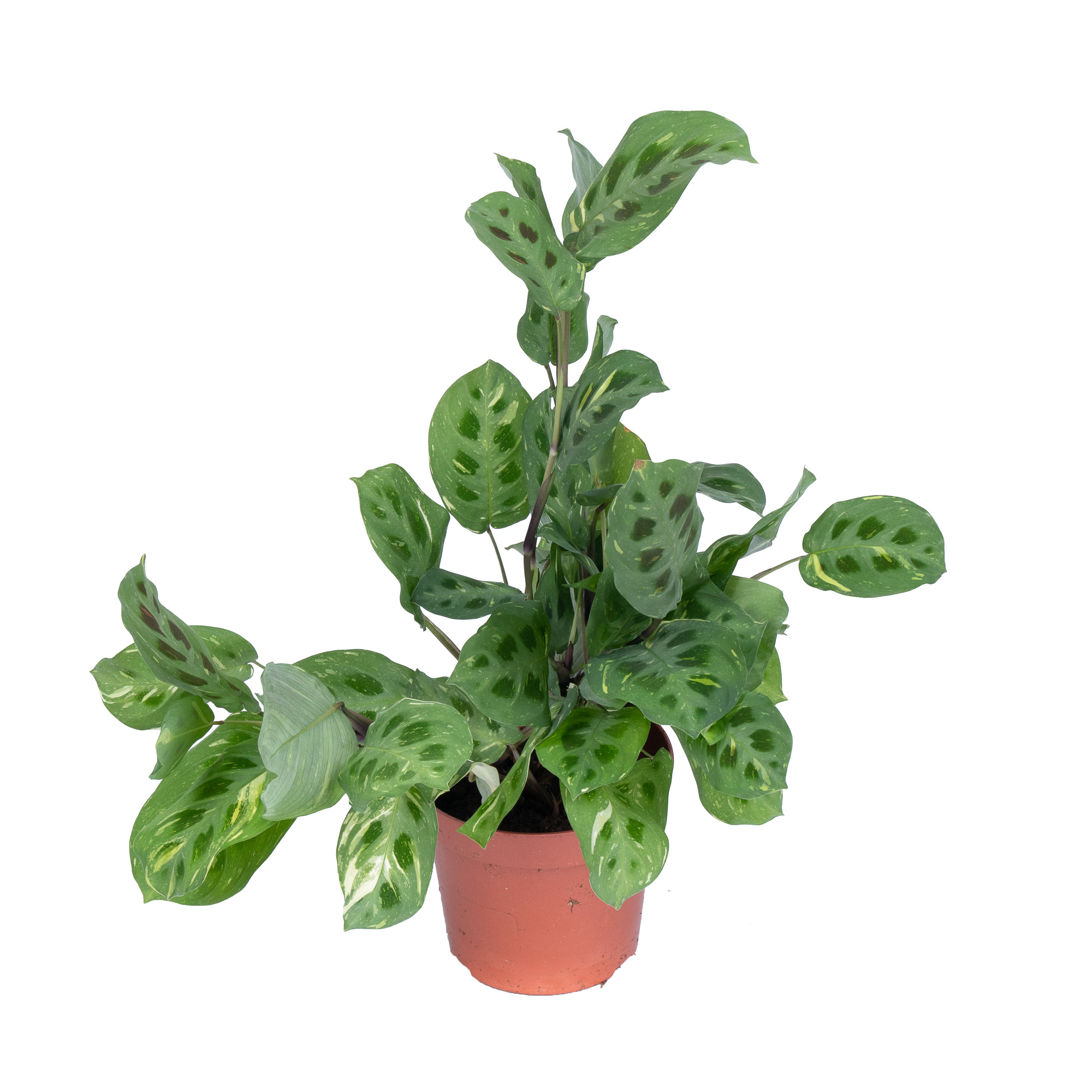 Маранта Фиеста купить по доступной цене оптом | «Флора Групп»