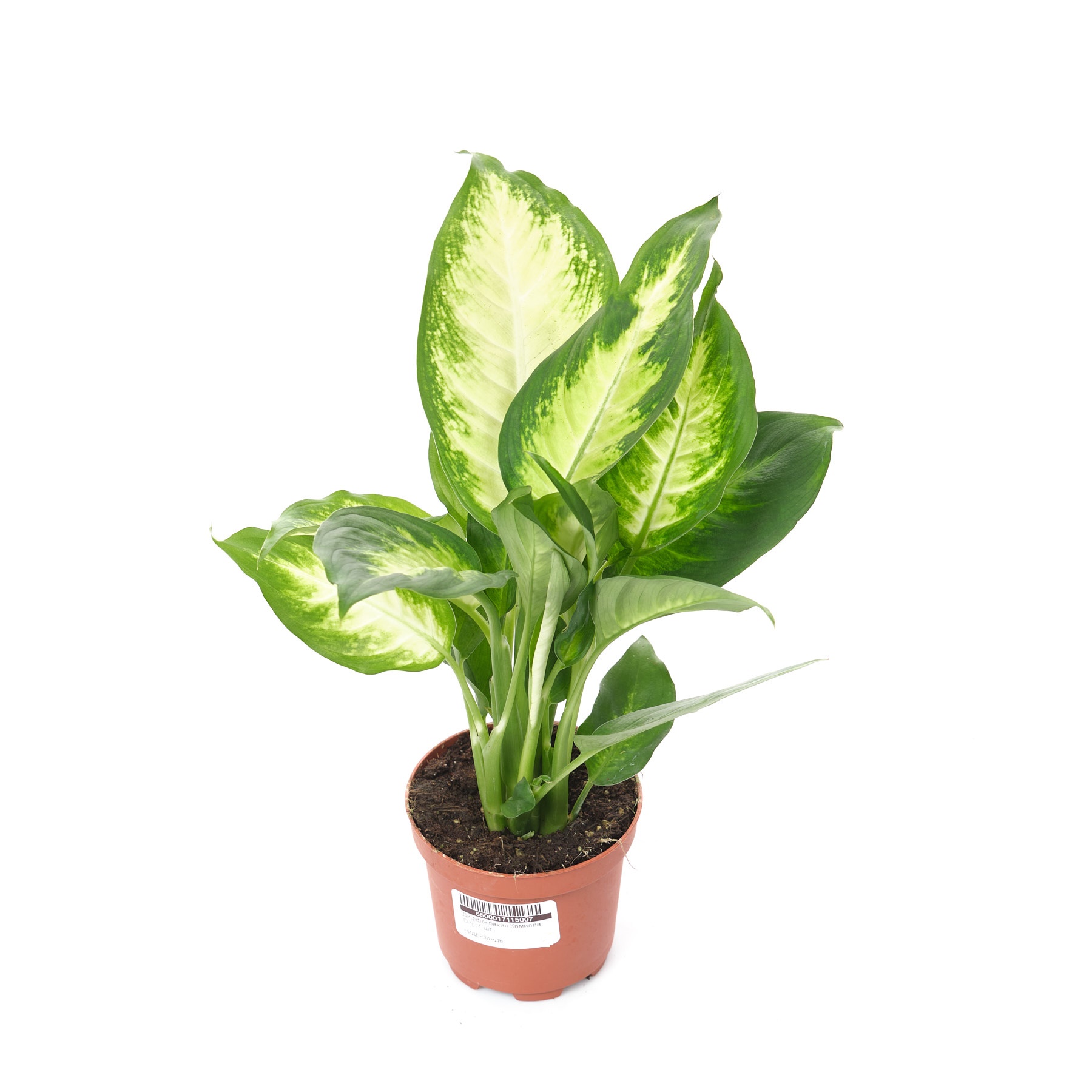 Диффенбахия Камилла