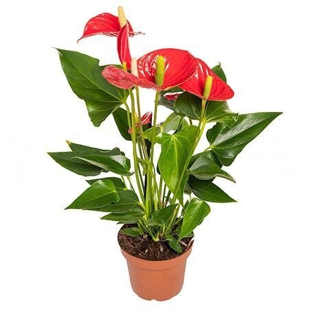 Антуриум андрианум Феличита