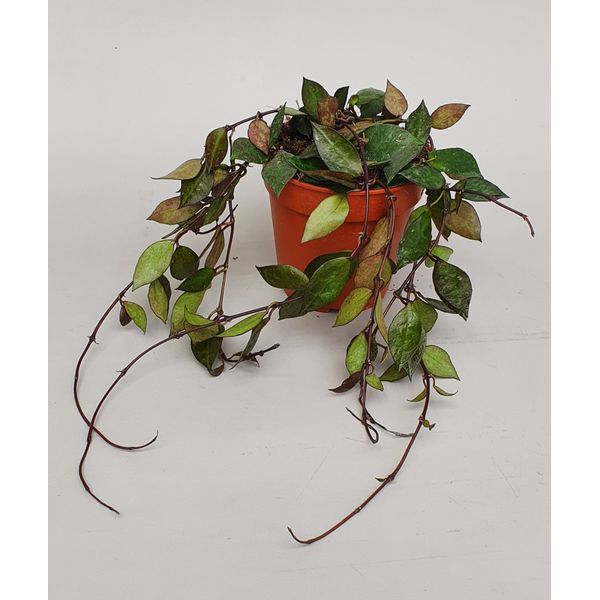 Хойя Крохниана Блэк