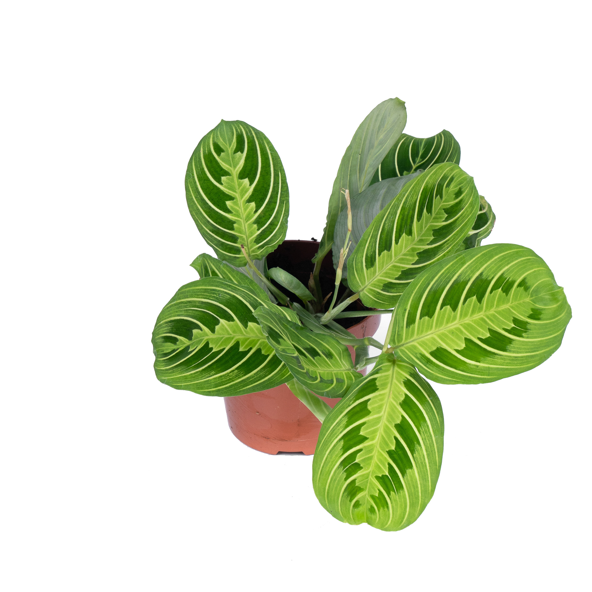 Маранта Лемон