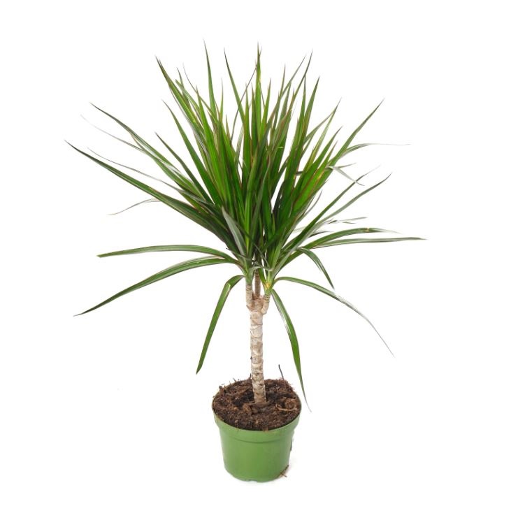 Драцена маргината 1 ст