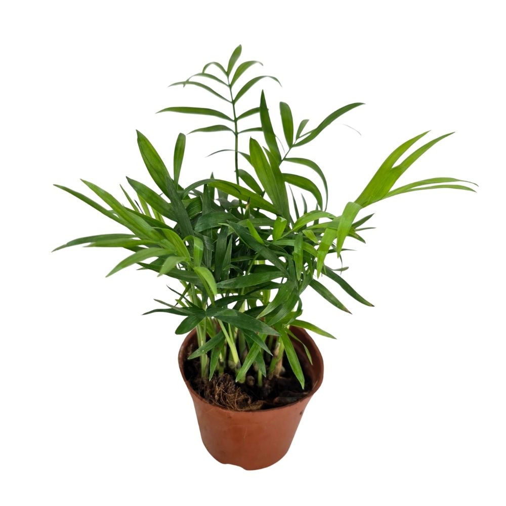 Хамедорея Элеганс