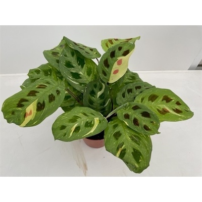 Маранта Кершовиана Вариегата