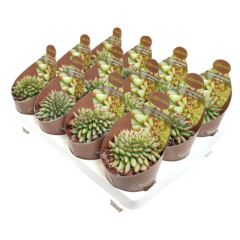 Эхеверия Агавоидес