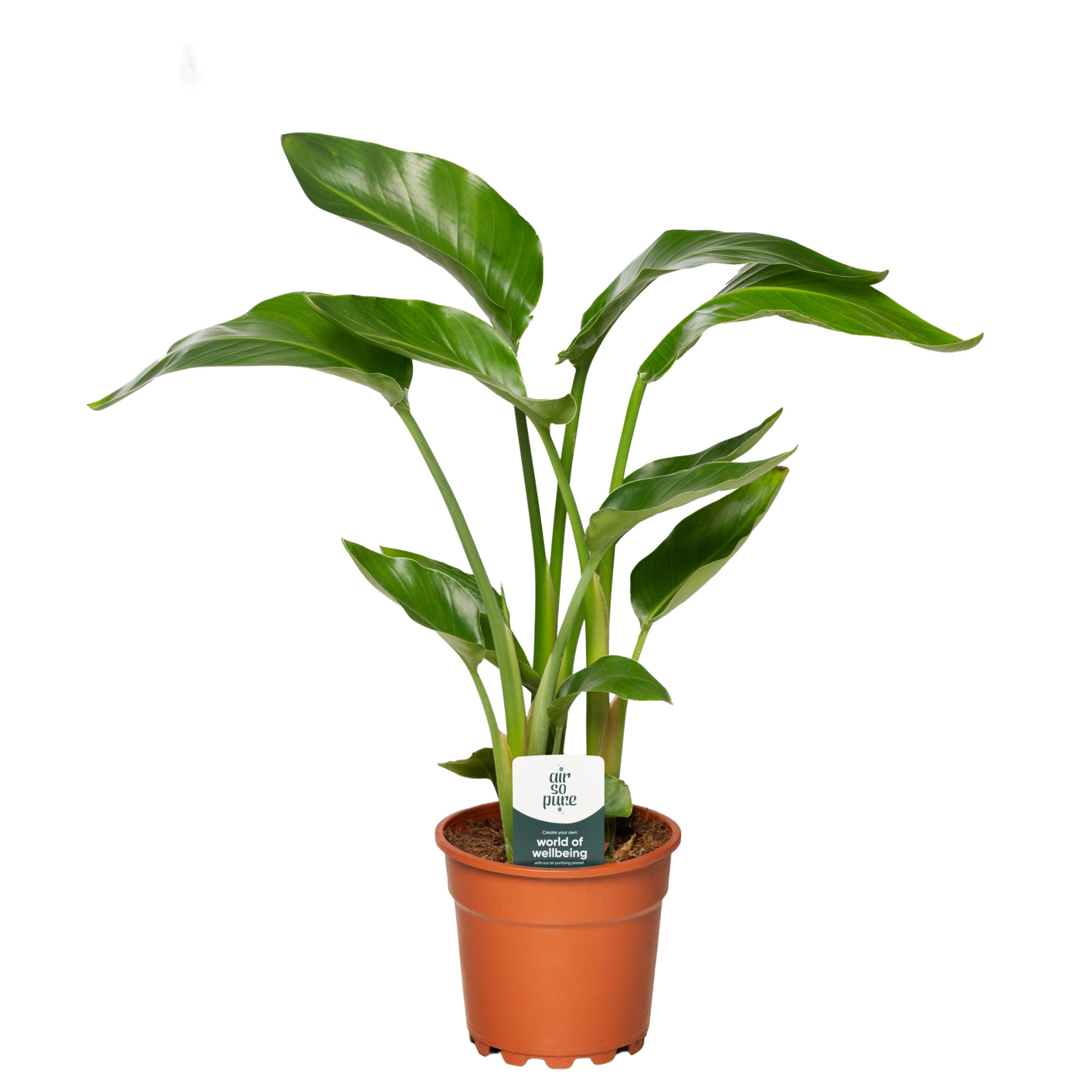 Стрелиция Николая