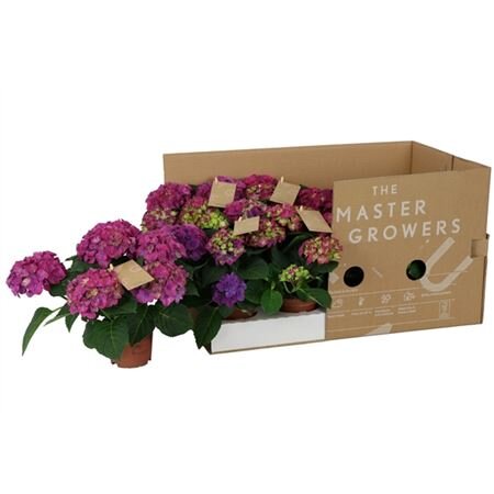 Гортензия Нинбо