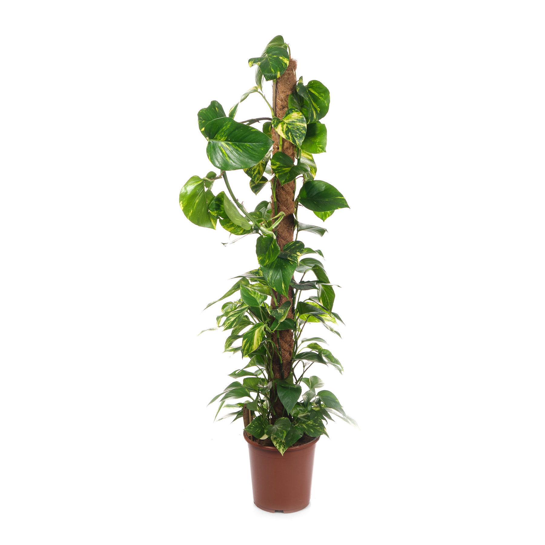 Эпипремнум пиннатум моссток