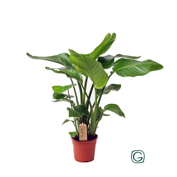 Стрелиция Николая