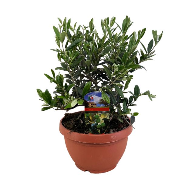 Олива бонсай