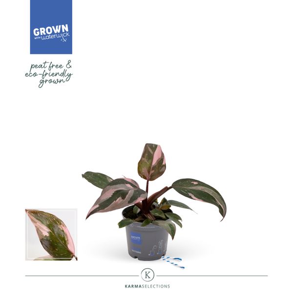 Филодендрон Пинк Принцесс