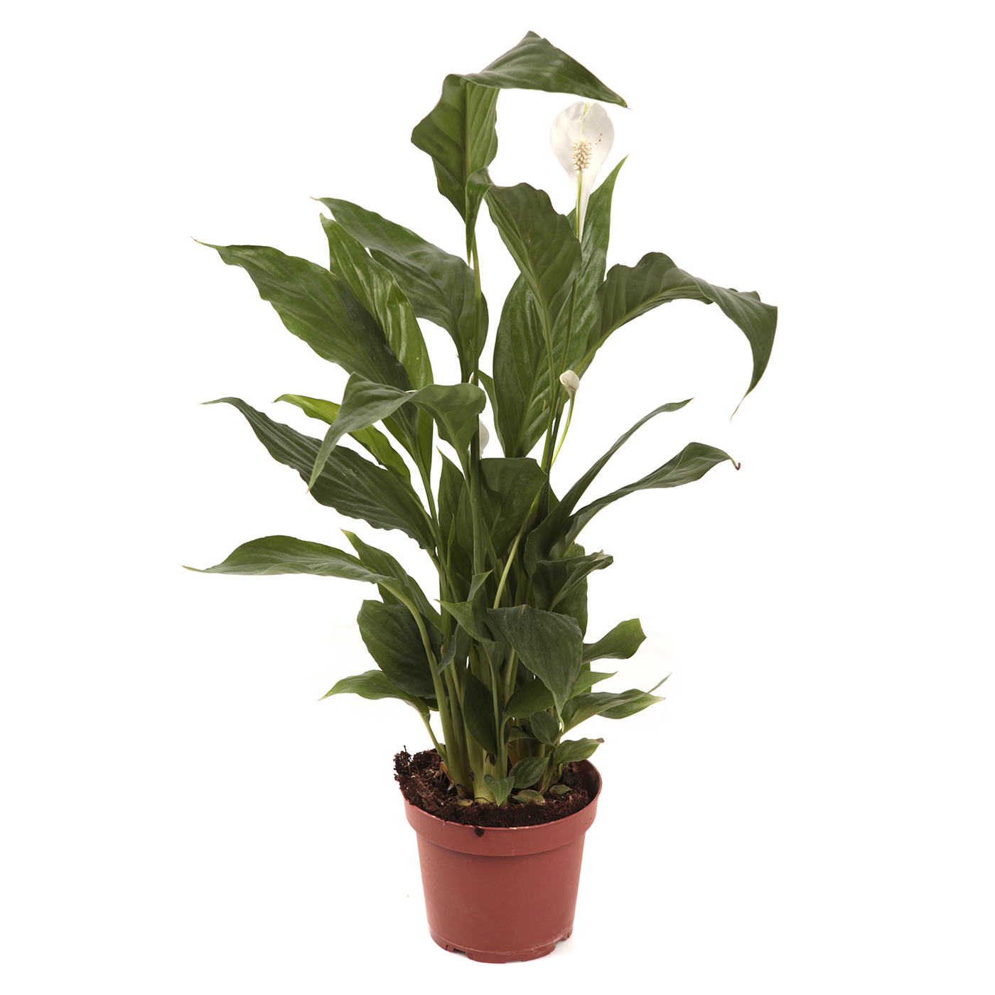 Спатифиллум