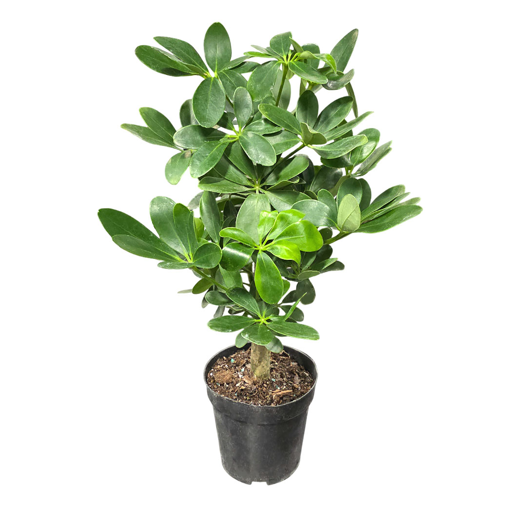 Шеффлера Микс