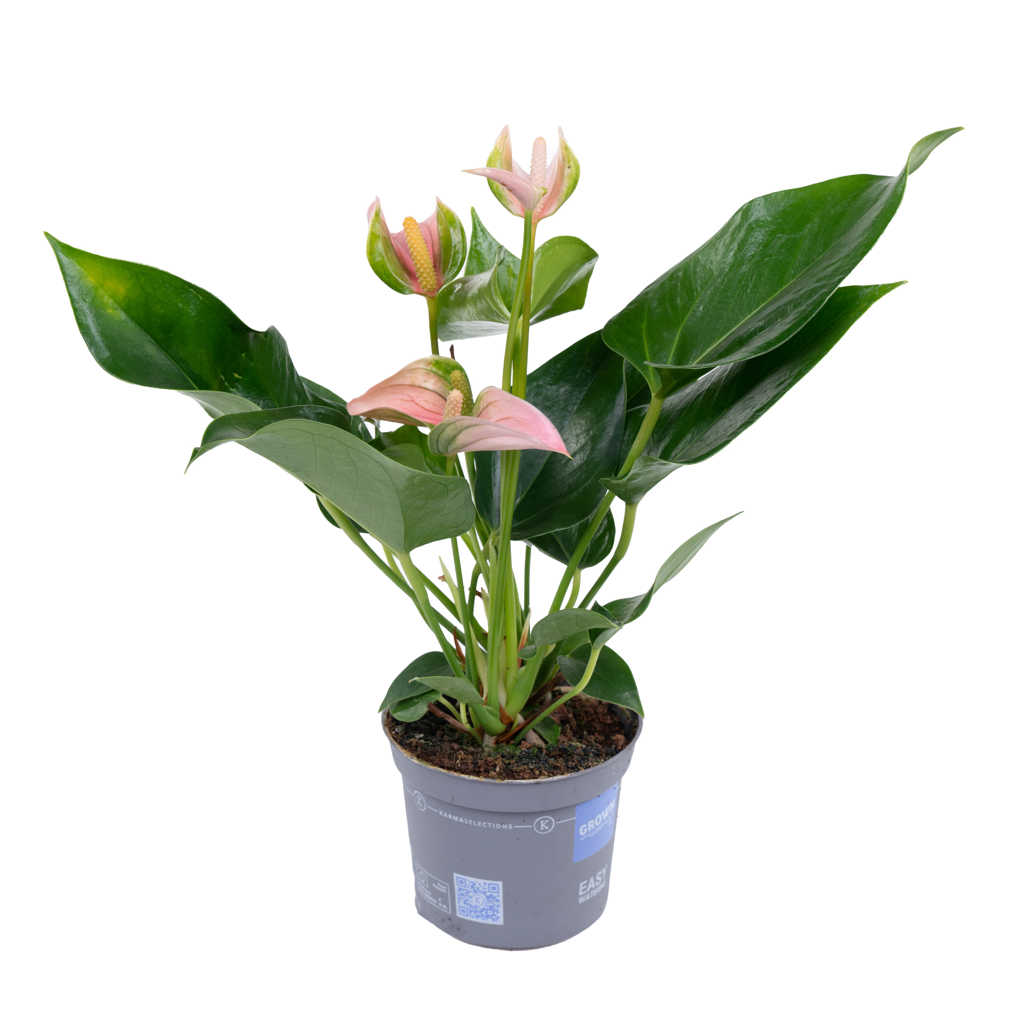 Антуриум андрианум Джоли персиковый