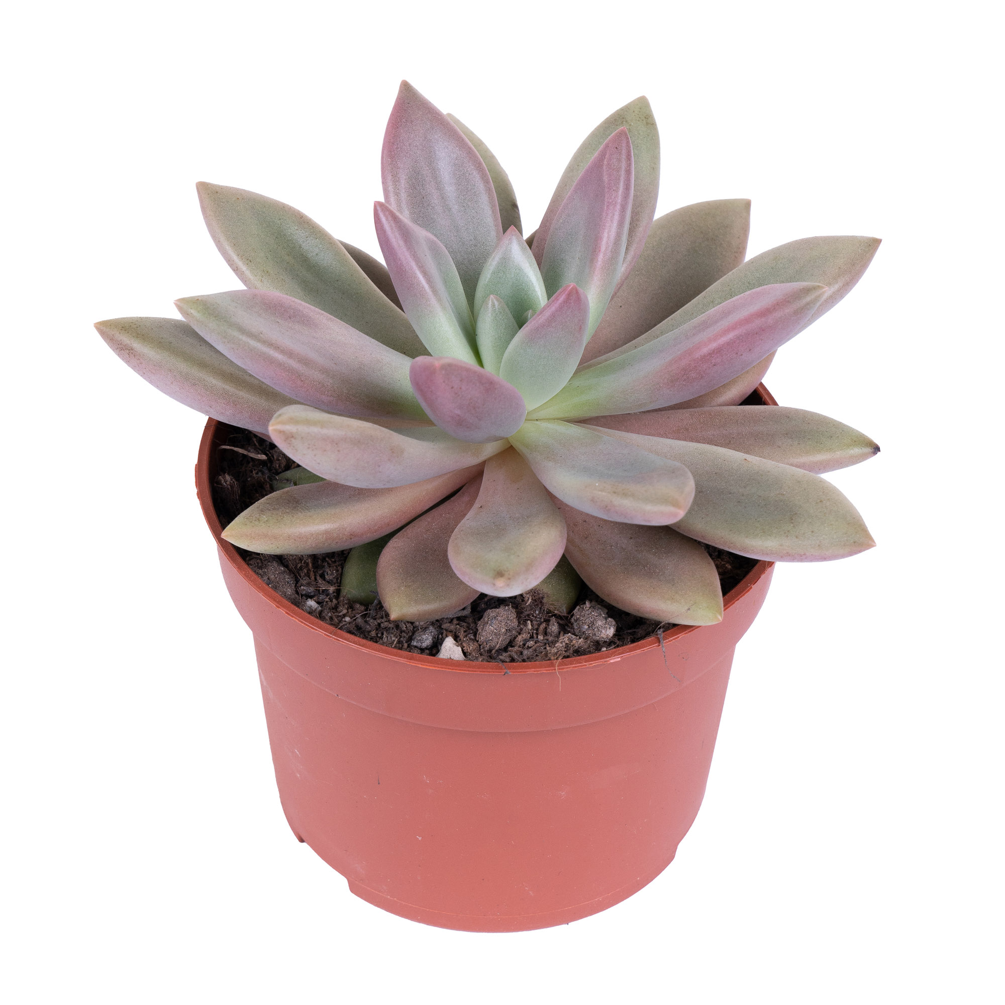 Пахиверия Роси Глоу