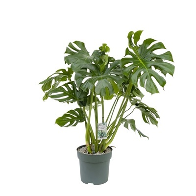 Монстера Делициоса