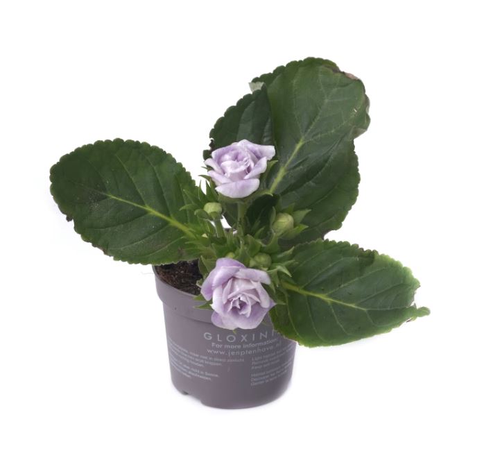 Синнингия Соната микс