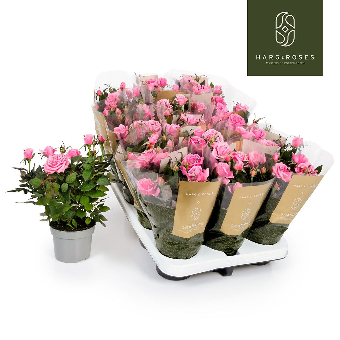 Роза кордана Розовая Эсмеральда розовая