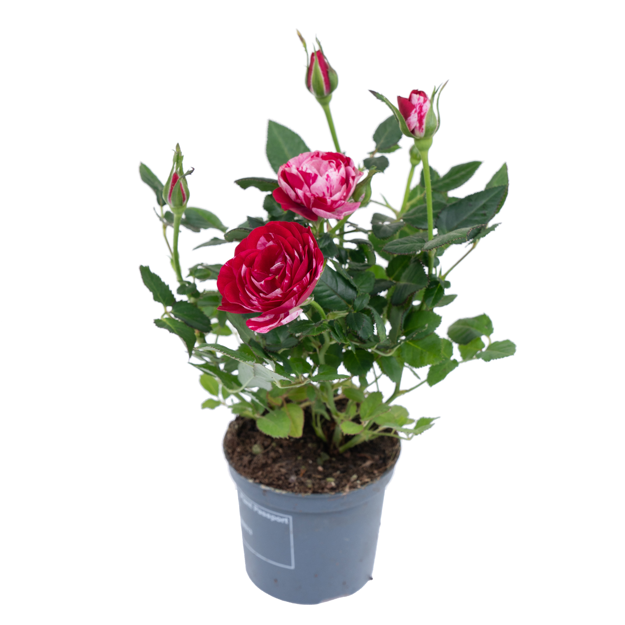 Роза Джиджи