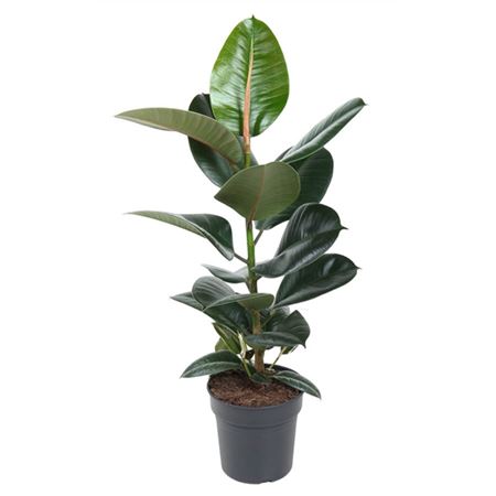 Фикус эластика Робуста